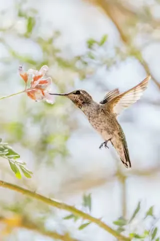 hummingbird