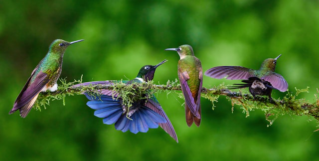 Hummingbird