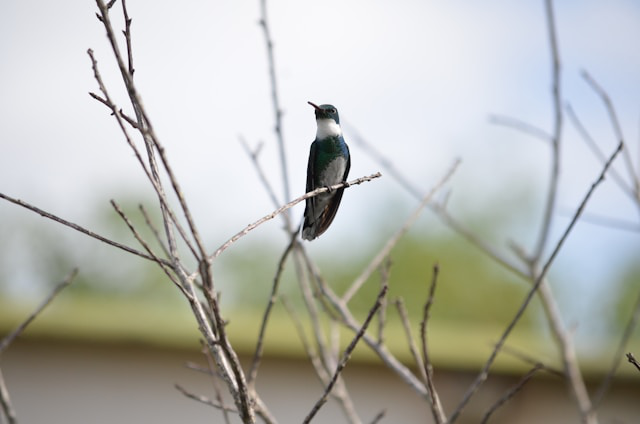 Hummingbird