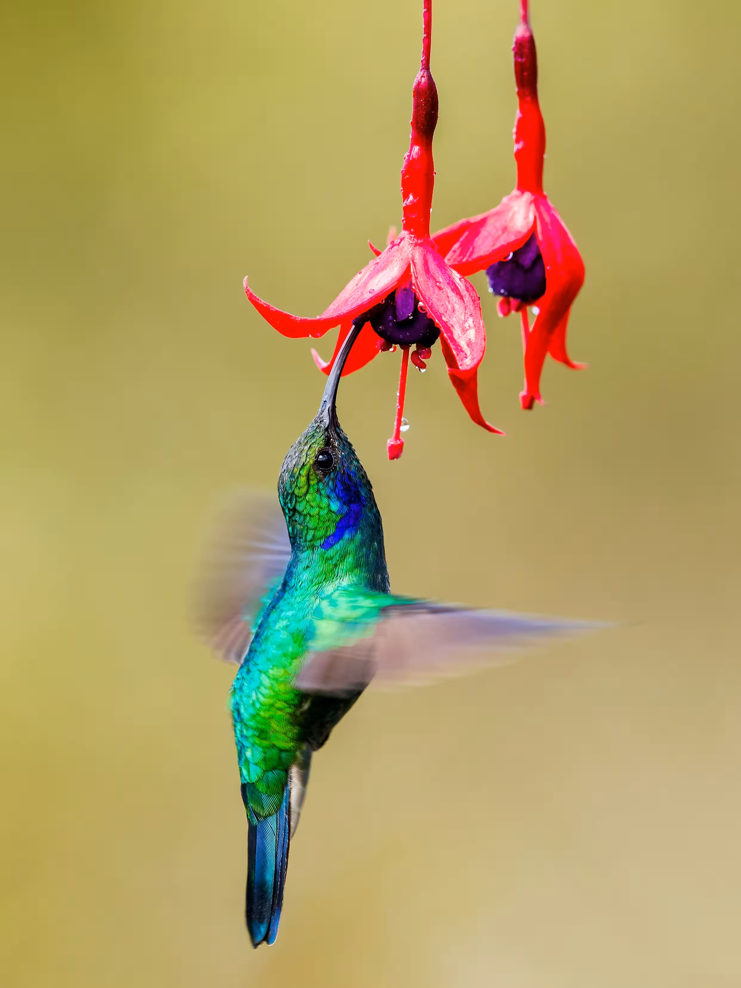 Hummingbird